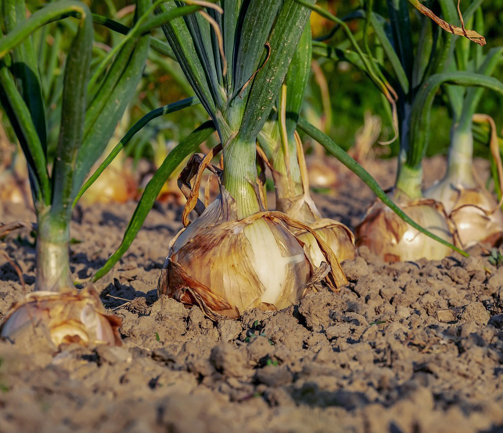 Agriculture